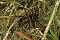 Dolomedes_fimbriatus_D5116_Z_91_Canal du Nivernais_Frankrijk
